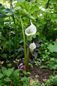 Arisaema candidissimum